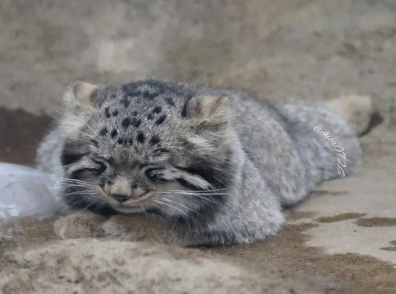 A photograph of Komorebi in Kobe Animal Kingdom
