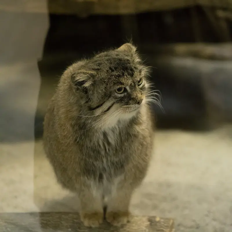 A photograph of Primula in Ueno Zoological Gardens