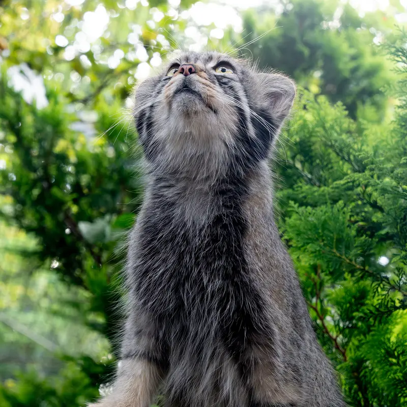 A photograph of Nagomu in Nasu Animal Kingdom