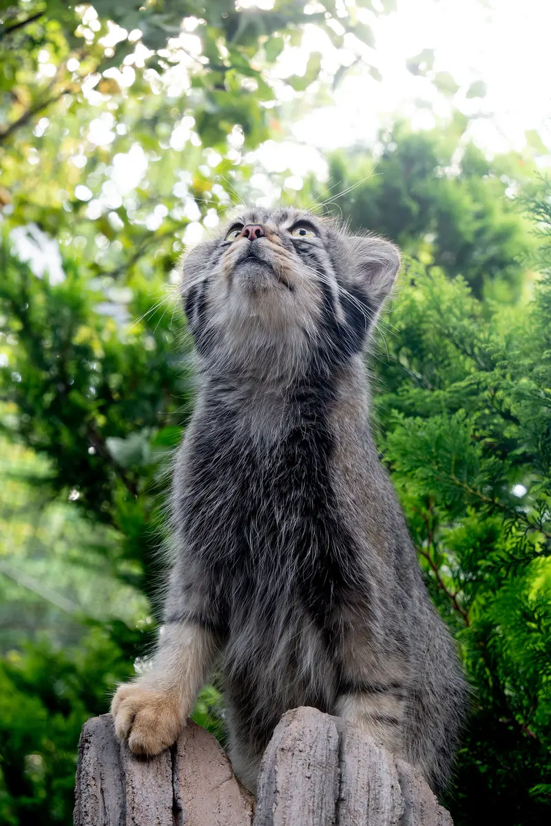 A photograph of Nagomu in Nasu Animal Kingdom