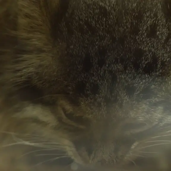 A photograph of a Pallas's cat in Ueno Zoological Gardens