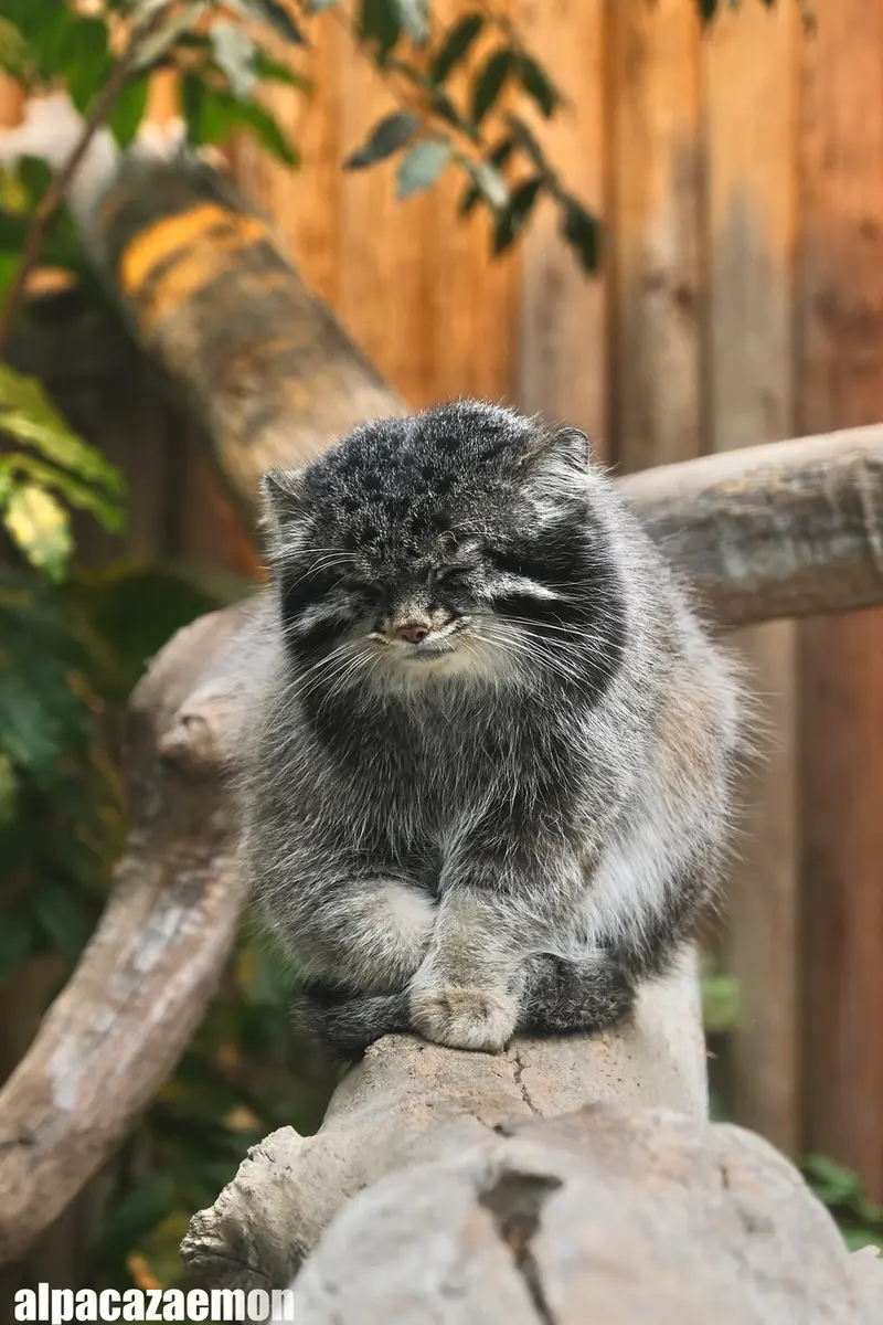 A photograph of Nar in Kobe Animal Kingdom
