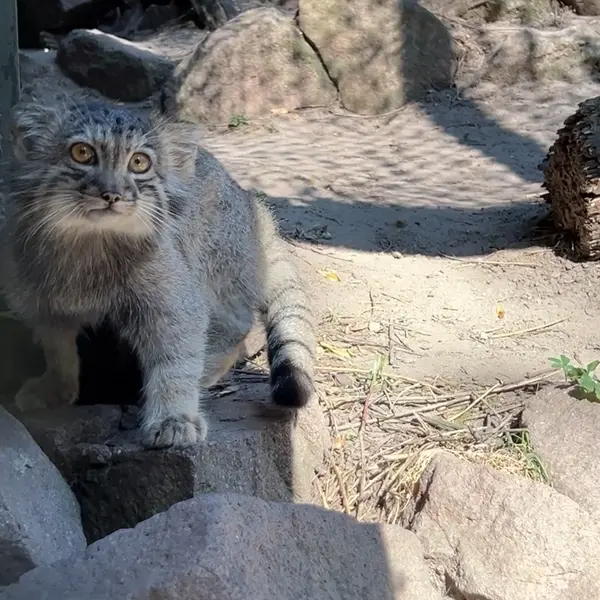 A photograph of a Pallas's cat in Budapest Zoo & Botanical Garden