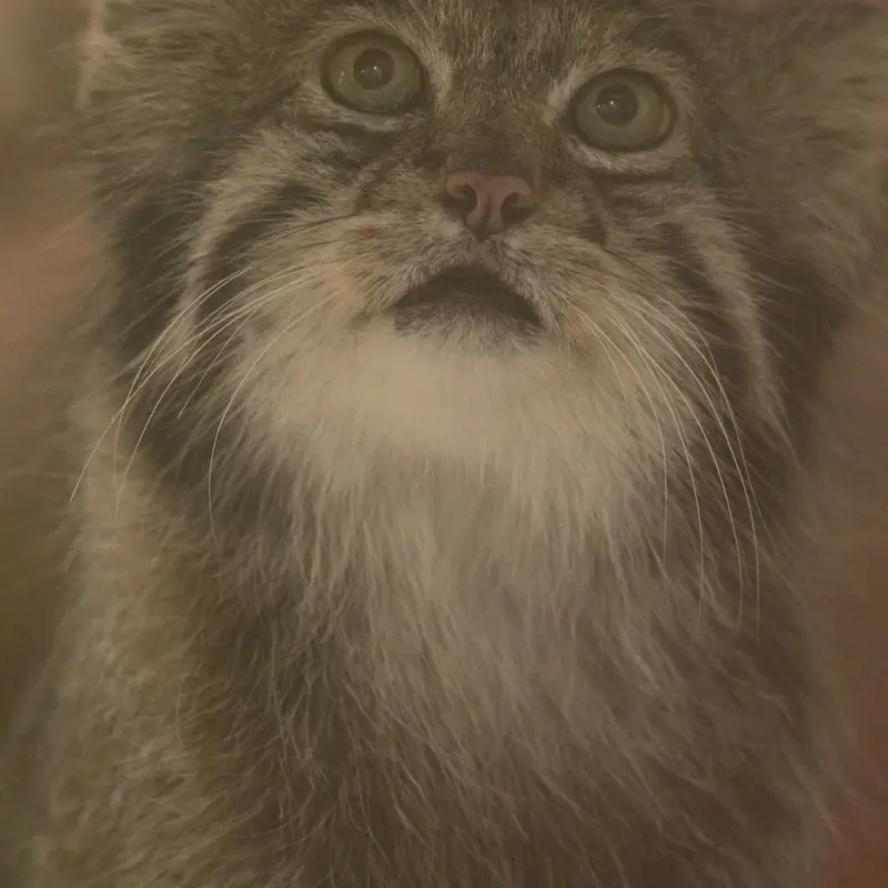 A photograph of Klyon in Ueno Zoological Gardens