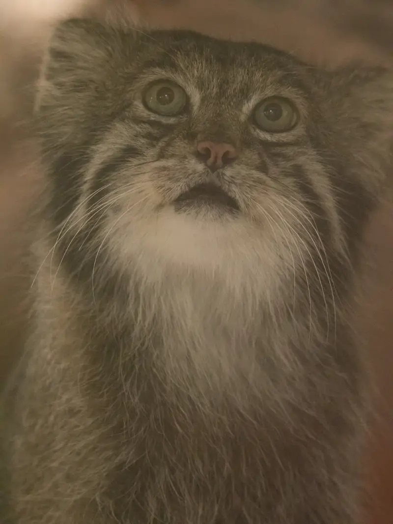 A photograph of Klyon in Ueno Zoological Gardens
