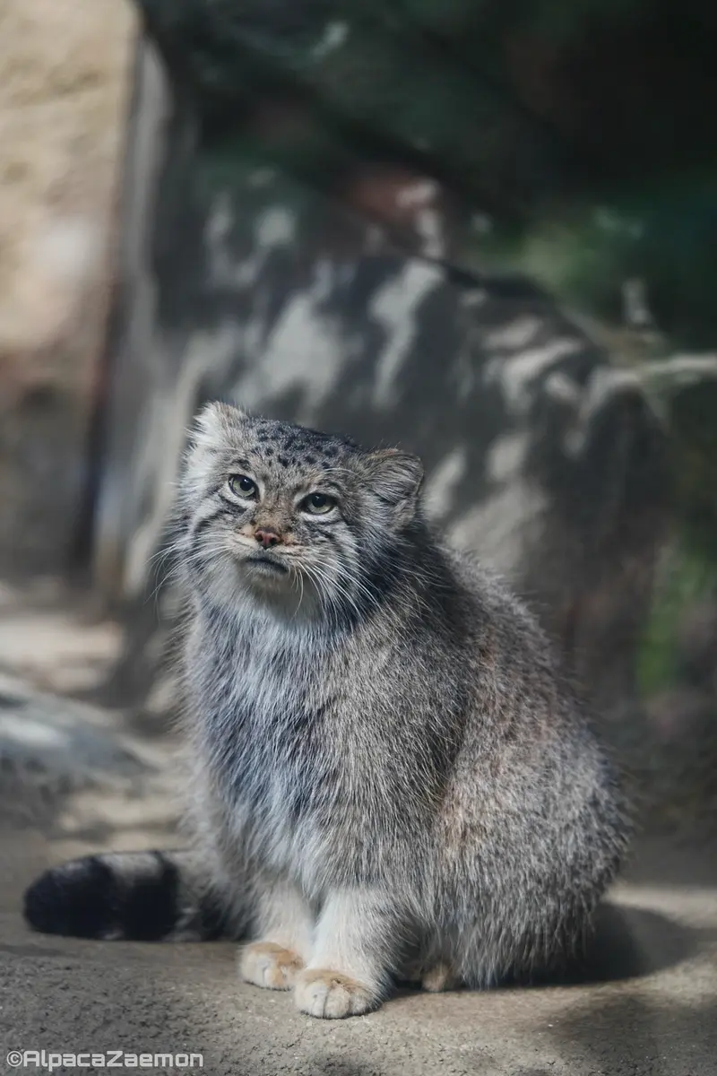 A photograph of Az in Kobe Animal Kingdom