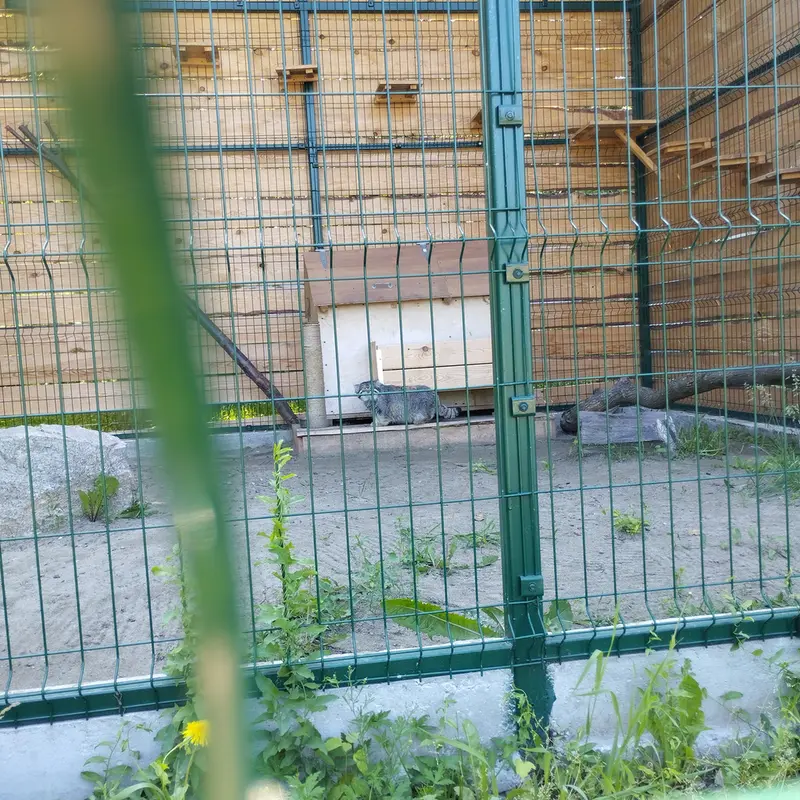 A photograph of Chip in Barnaul zoo “Lesnaya skazka”
