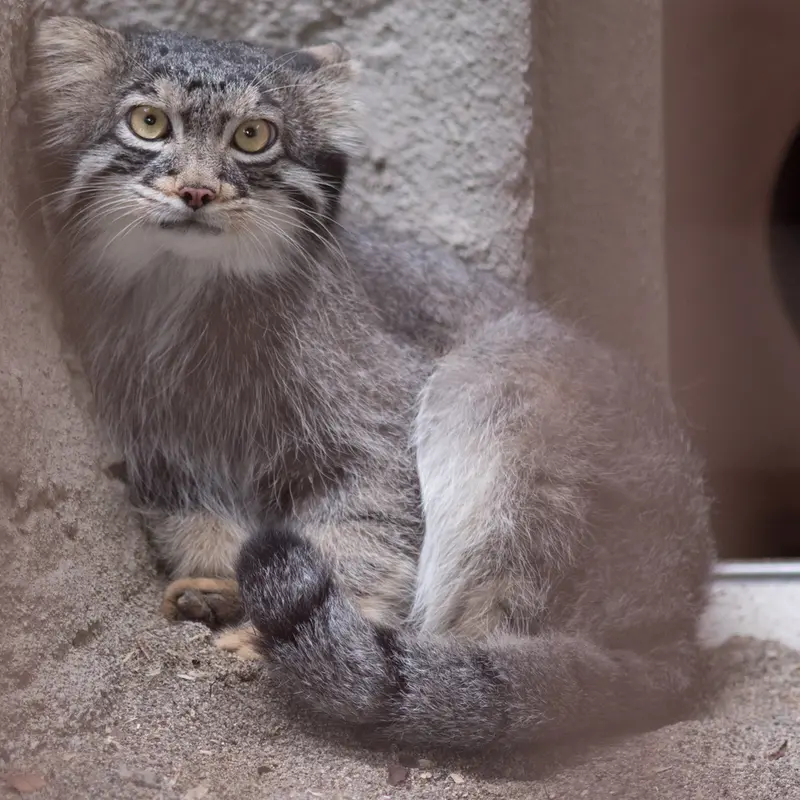 A photograph of Figa in Nogeyama Zoo