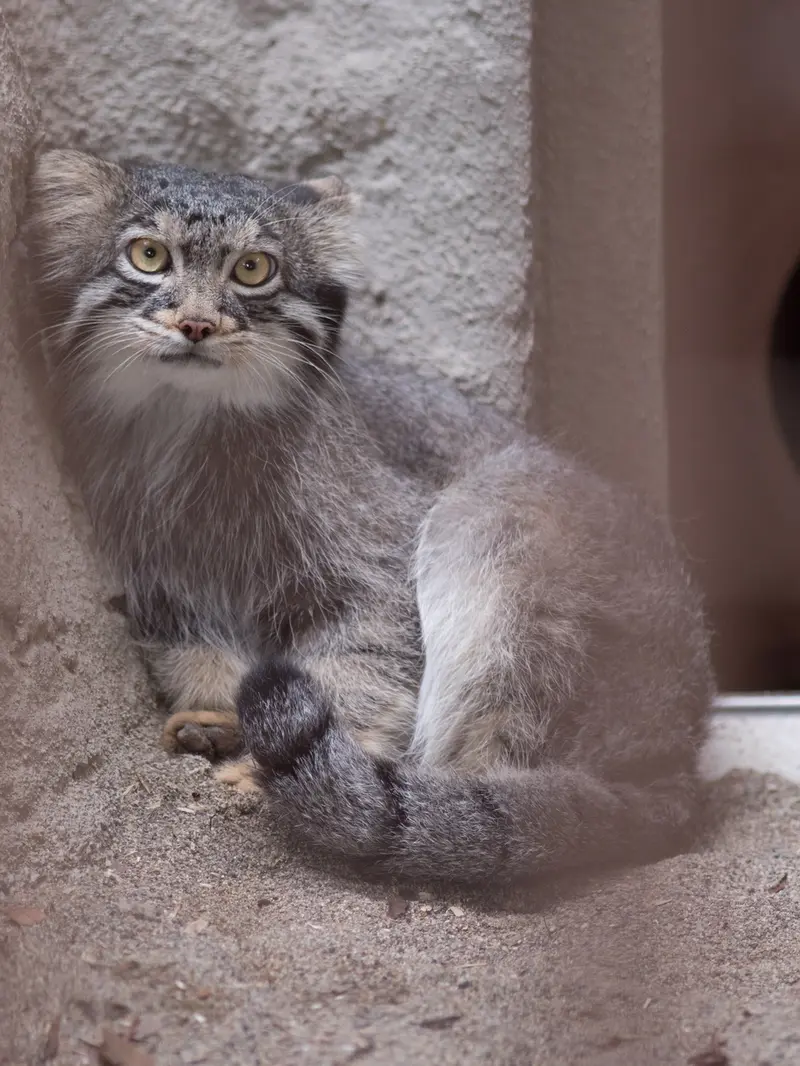 A photograph of Figa in Nogeyama Zoo
