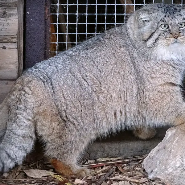 A photograph of Bjorn in Riga Zoo