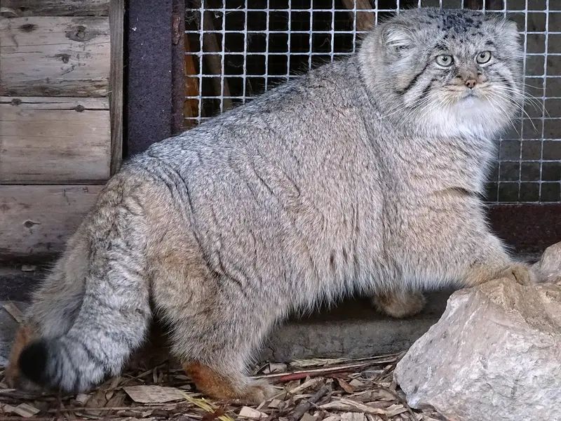 A photograph of Bjorn in Riga Zoo
