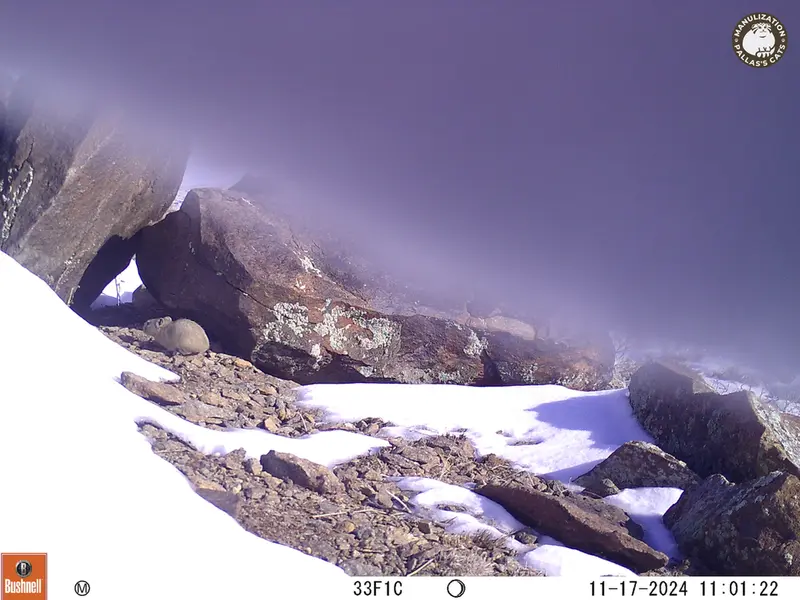 A photograph of Kazakh pika from Koshkar camera trap