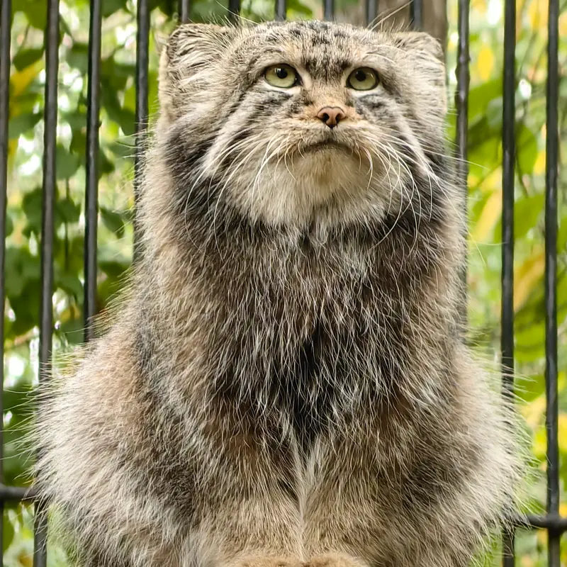 A photograph of Sylvester in Novosibirsk Zoo