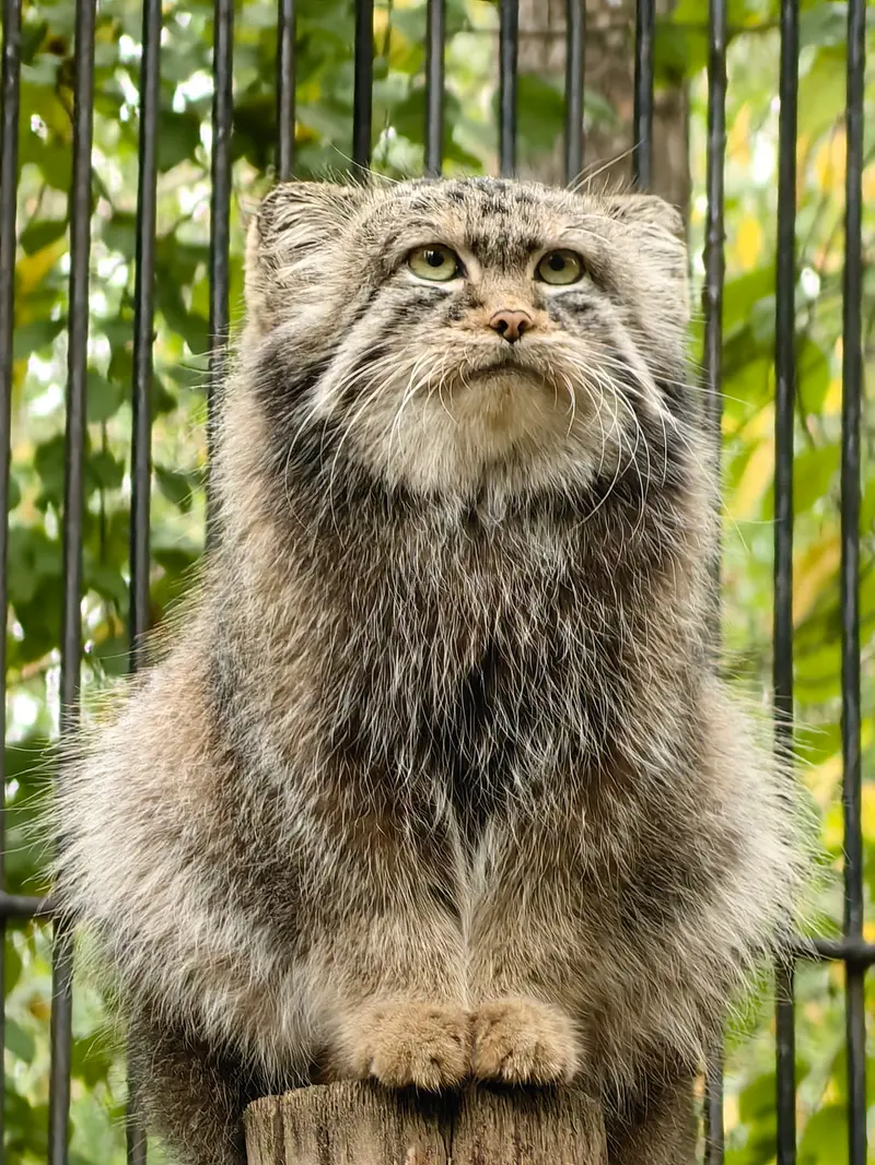 A photograph of Sylvester in Novosibirsk Zoo