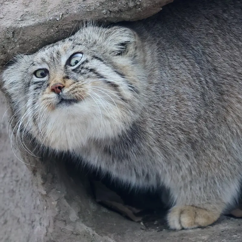 A photograph of Lotos in Saitama Children's Zoo