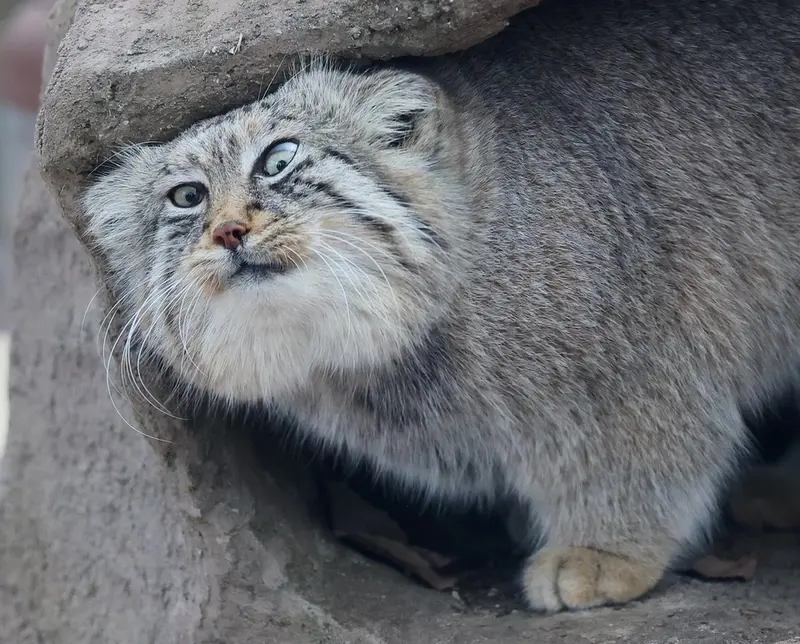 A photograph of Lotos in Saitama Children's Zoo