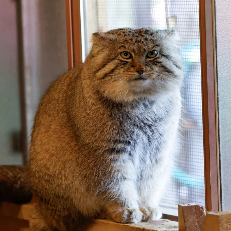 A photograph of Lotos in Saitama Children's Zoo