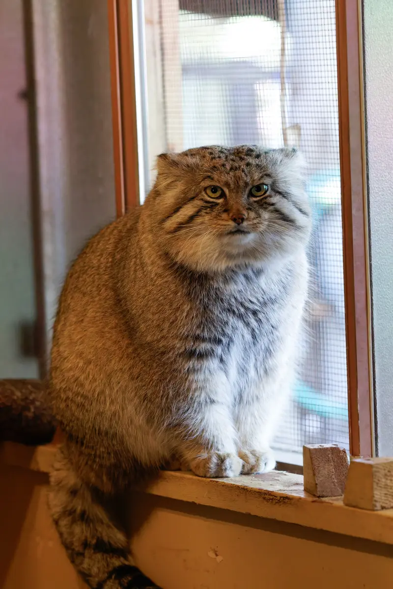 A photograph of Lotos in Saitama Children's Zoo