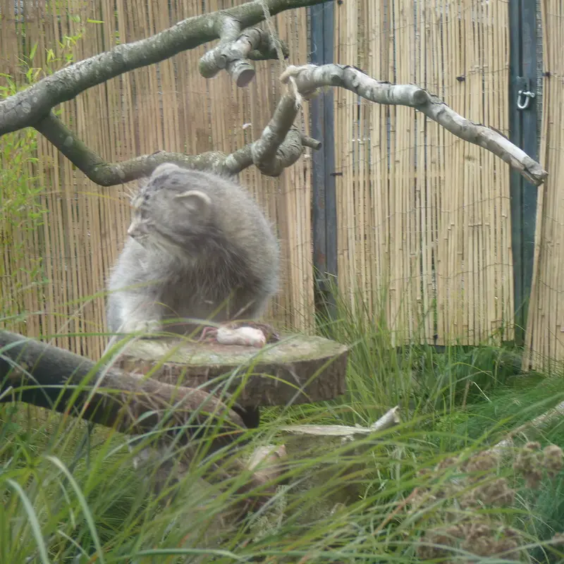 A photograph of Akiko in Edinburgh Zoo