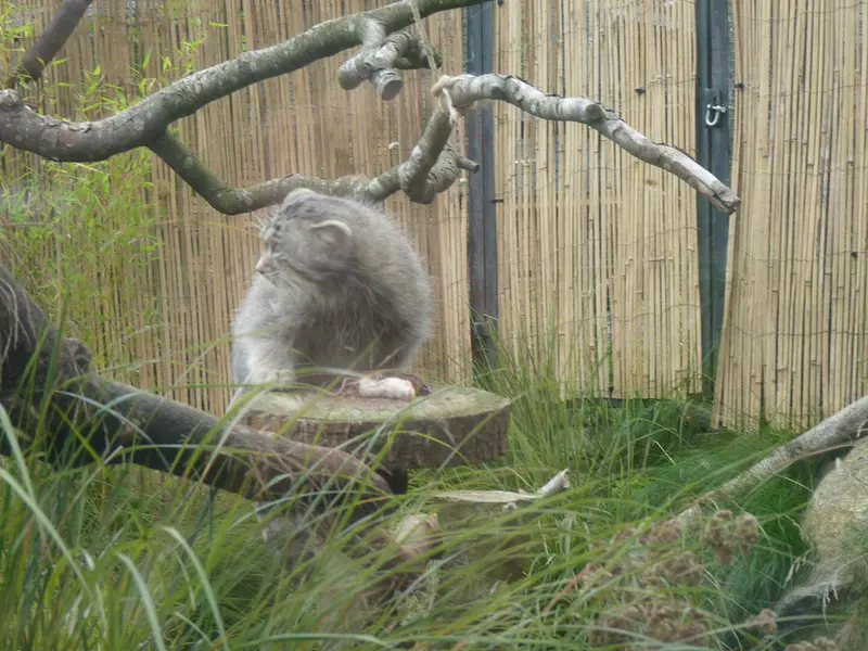A photograph of Akiko in Edinburgh Zoo