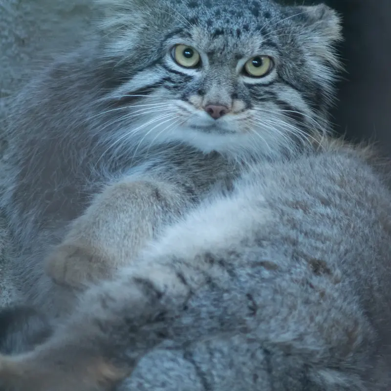 A photograph of Figa in Nogeyama Zoo