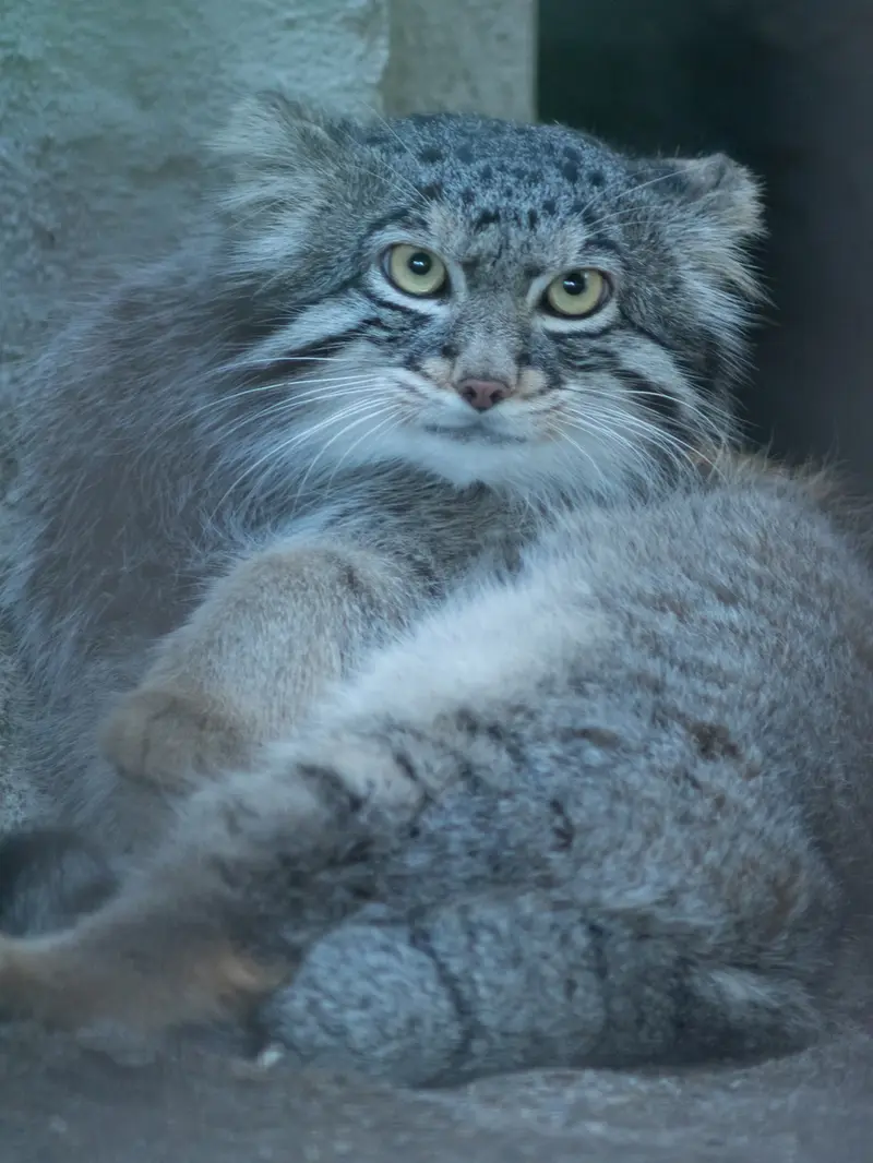 A photograph of Figa in Nogeyama Zoo