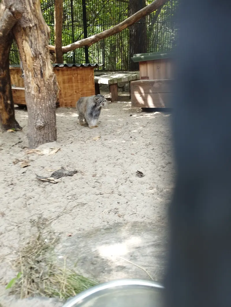 A photograph of a Pallas's cat in Novosibirsk Zoo