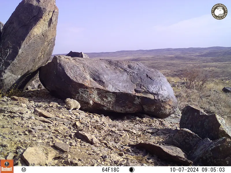 A photograph of Kazakh pika from Koshkar camera trap