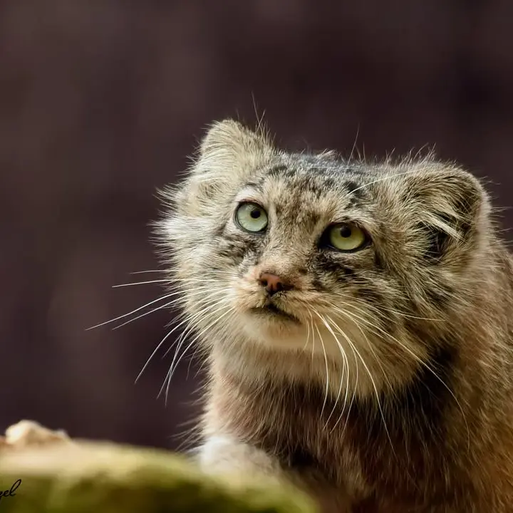 A photograph of Rohtang in Lumigny Safari Reserve