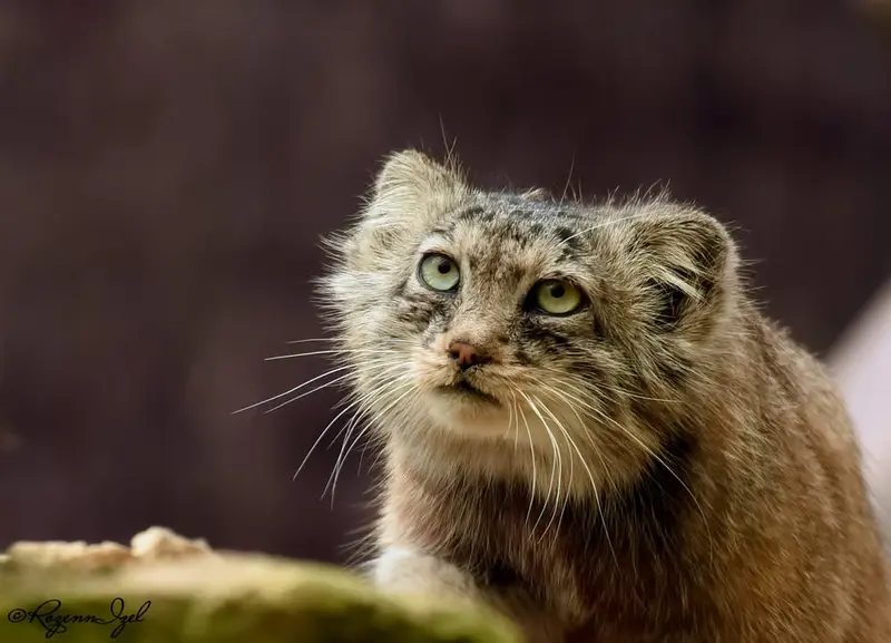 A photograph of Rohtang in Lumigny Safari Reserve
