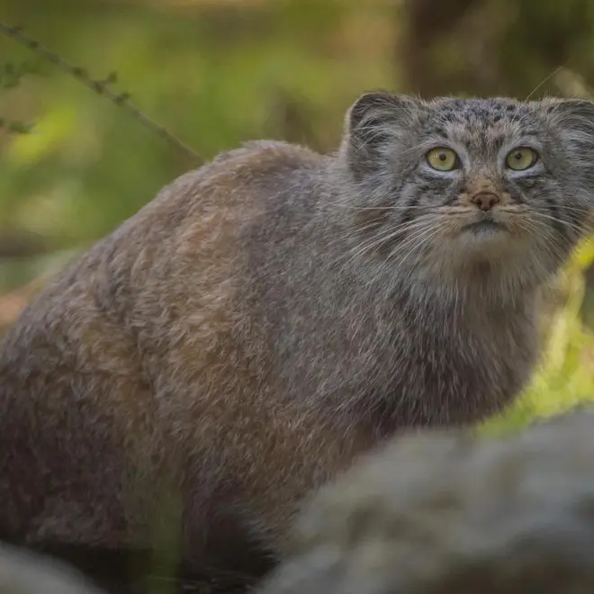 A photograph of a Pallas's cat in Chester Zoo