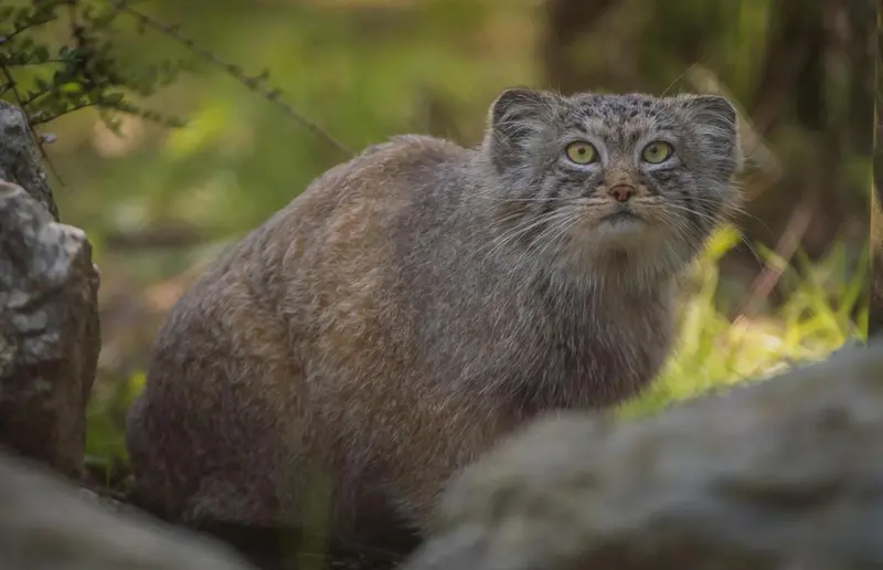 A photograph of a Pallas's cat in Chester Zoo