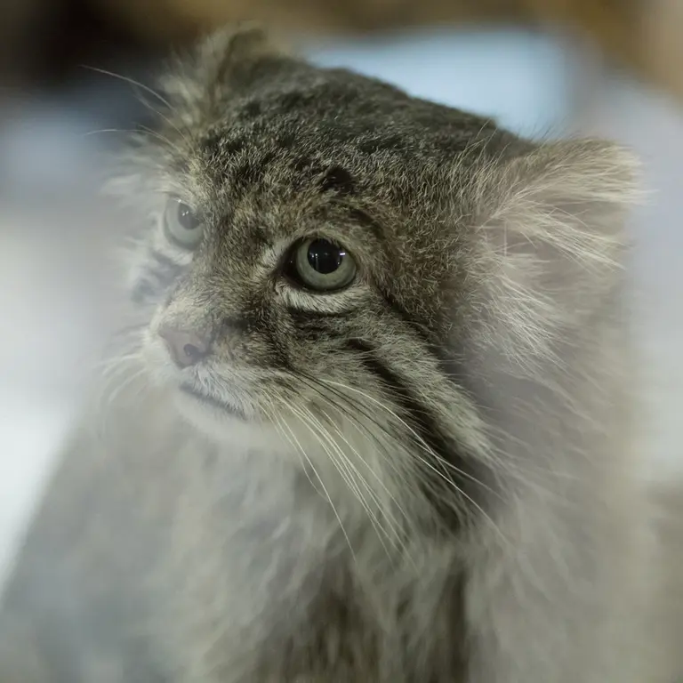 A photograph of Klyon in Ueno Zoological Gardens