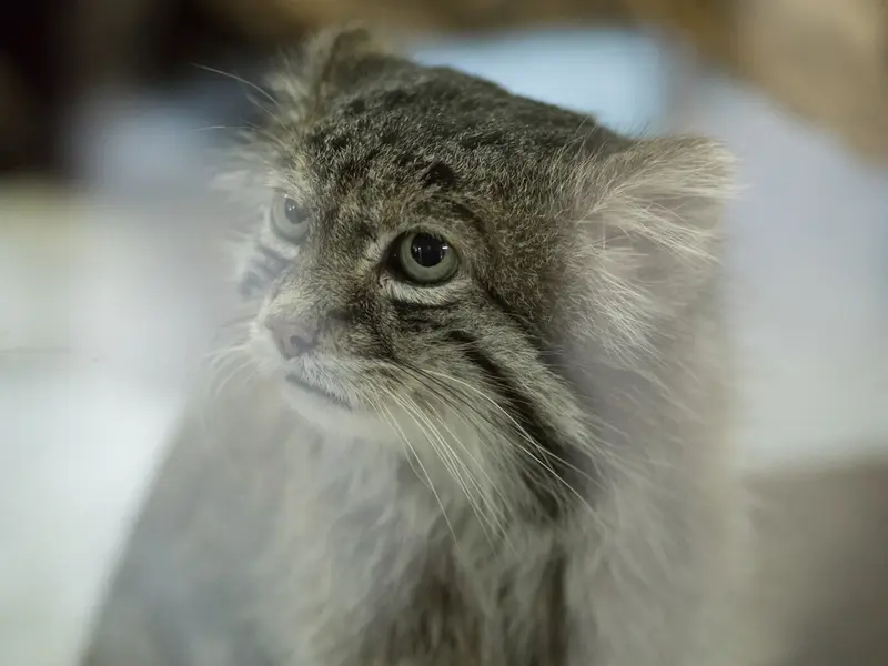 A photograph of Klyon in Ueno Zoological Gardens