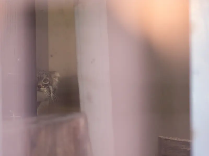 A photograph of Figa in Nogeyama Zoo