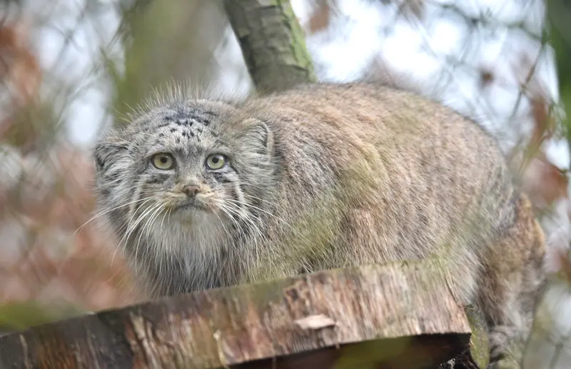 A photograph of Rosa in Brno Zoo