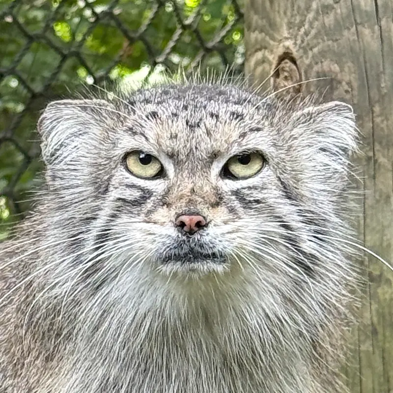 Ceba the Pallas's cat from Smithsonian's National Zoo