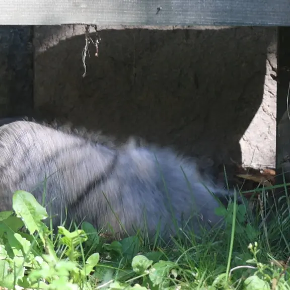 A photograph of a Pallas's cat in Moscow zoo