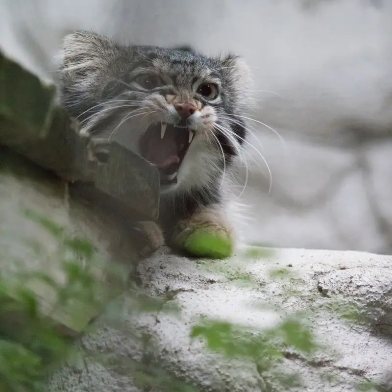 A photograph of Figa in Nogeyama Zoo