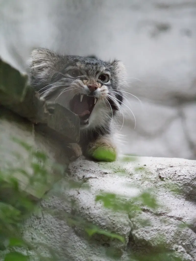 A photograph of Figa in Nogeyama Zoo