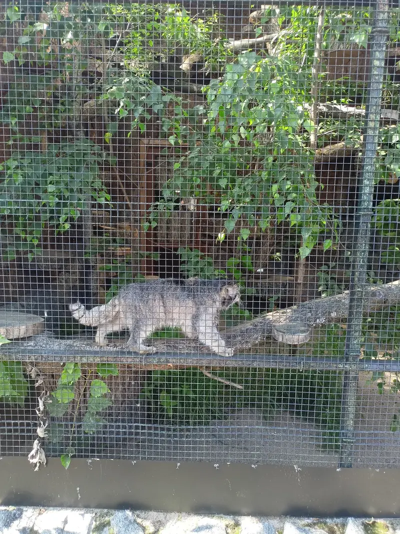 A photograph of Sven in Leningrad zoo