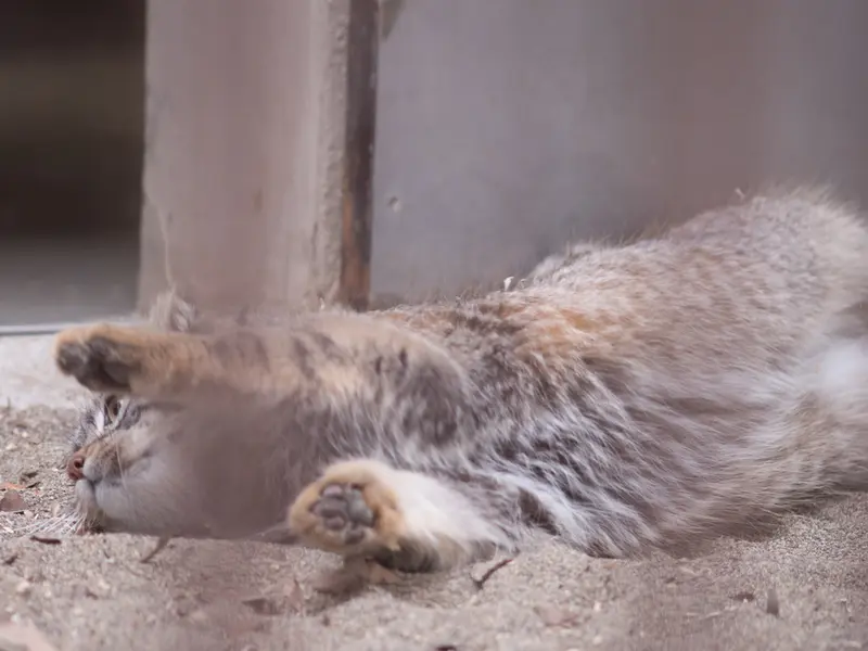 A photograph of Figa in Nogeyama Zoo