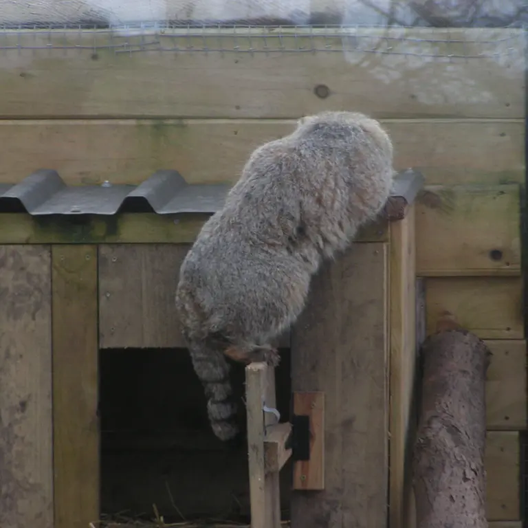 A photograph of Altai in The Lakeland Wildlife Oasis