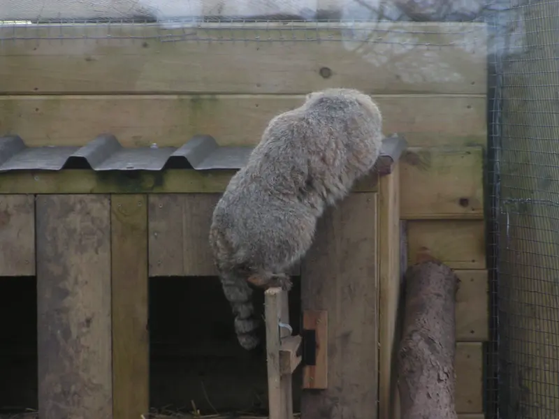 A photograph of Altai in The Lakeland Wildlife Oasis
