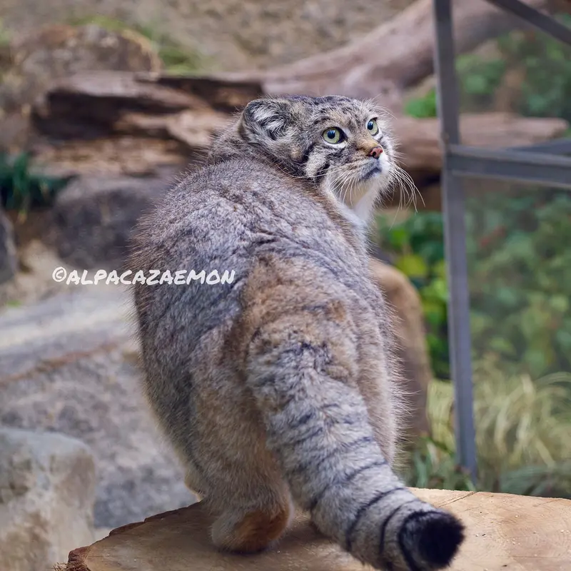 A photograph of Lev in Kobe Animal Kingdom