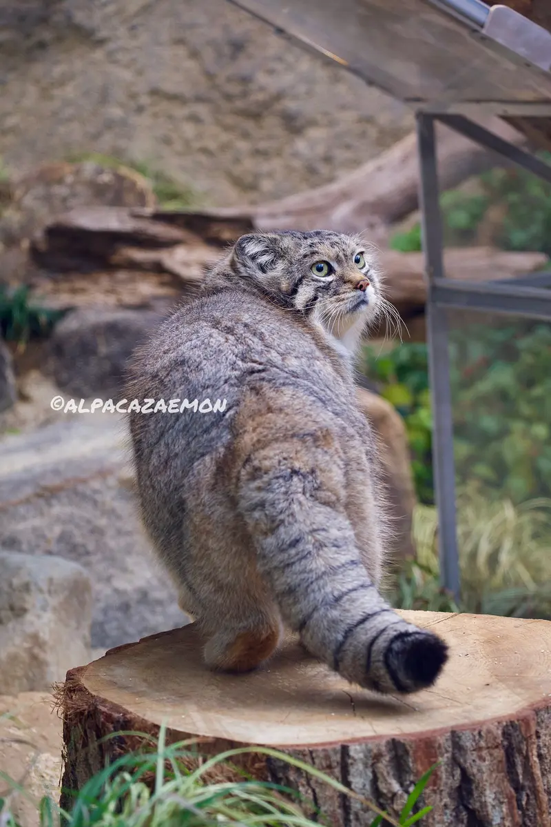 A photograph of Lev in Kobe Animal Kingdom