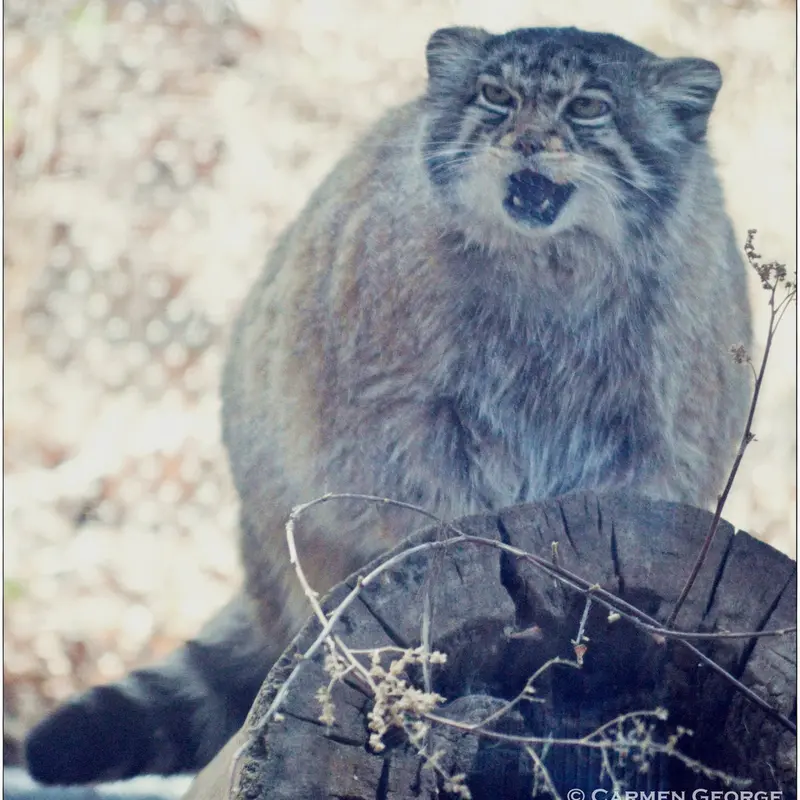 A photograph of Nadia in Cheyenne Mountain Zoo