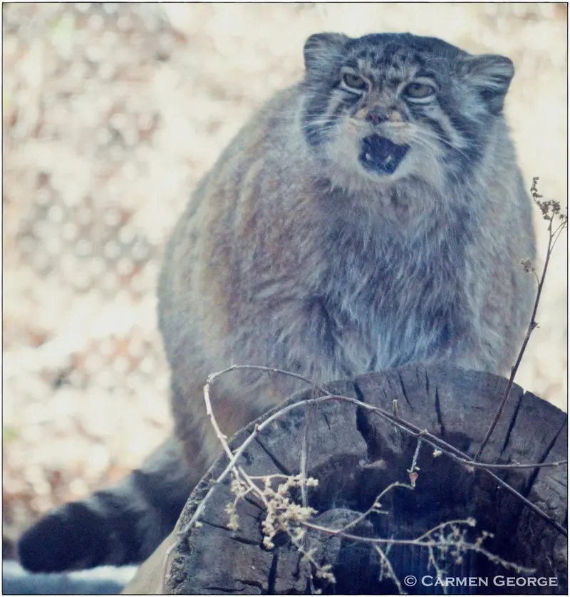 A photograph of Nadia in Cheyenne Mountain Zoo