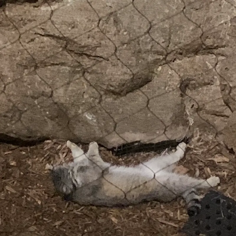 A photograph of a Pallas's cat