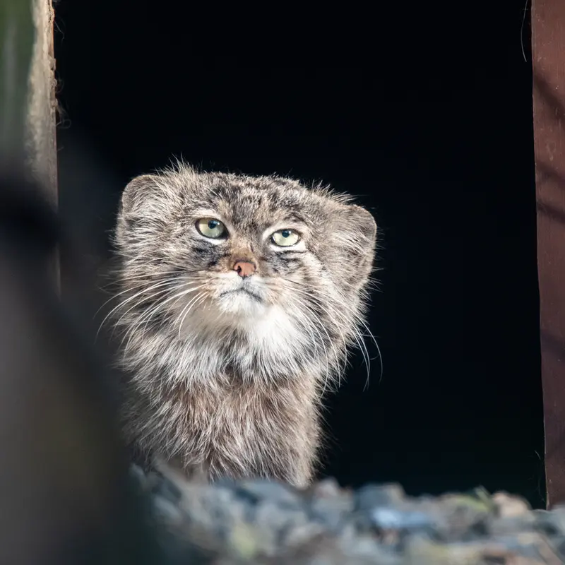 A photograph of Pluton in Ostrava Zoo